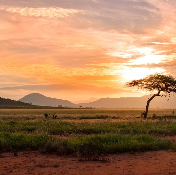tree between green land during golden hour