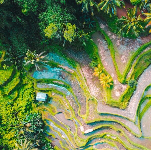 aerial photography of rice terraces during daytime